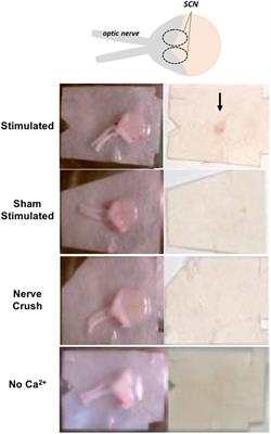 Pituitary Adenylate Cyclase-Activating Peptide (PACAP)-Glutamate Co-transmission Drives Circadian Phase-Advancing Responses to Intrinsically Photosensitive Retinal Ganglion Cell Projections by Suprachiasmatic Nucleus